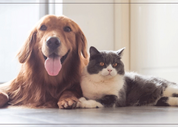 Petco Review: Pet Supplies, Pet Food, & Pet Products